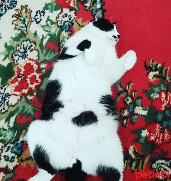 Tekir Kedi, Kedi  Osman fotoğrafı