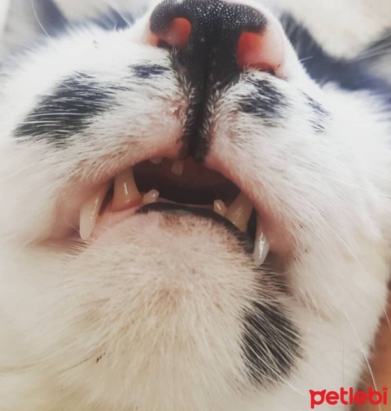 Tekir Kedi, Kedi  Osman fotoğrafı