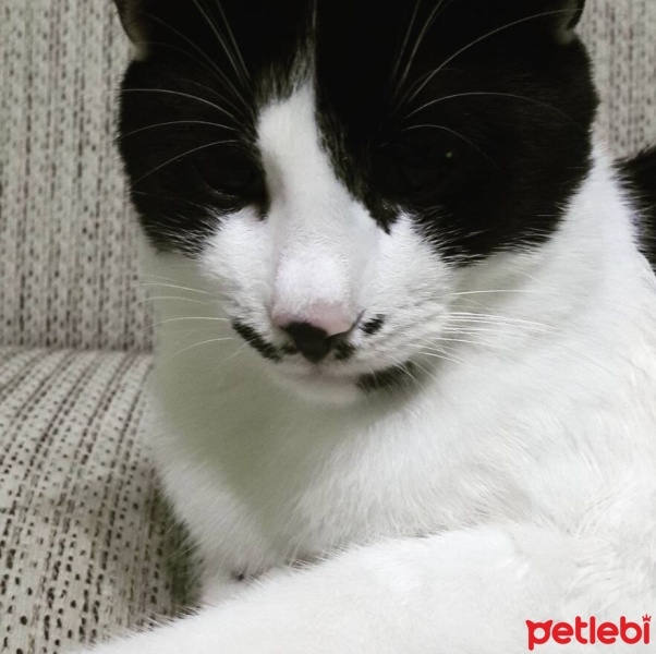 Tekir Kedi, Kedi  Osman fotoğrafı