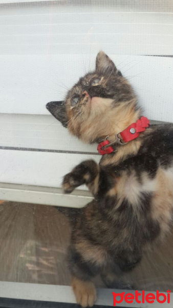 Tekir Kedi, Kedi  Mia fotoğrafı