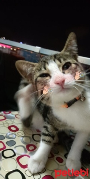 Tekir Kedi, Kedi  boncuk fotoğrafı