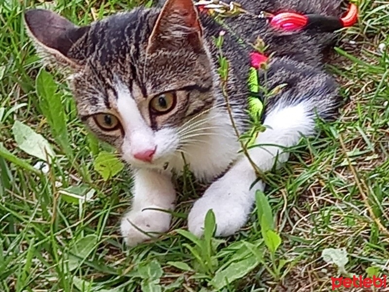 Tekir Kedi, Kedi  boncuk fotoğrafı