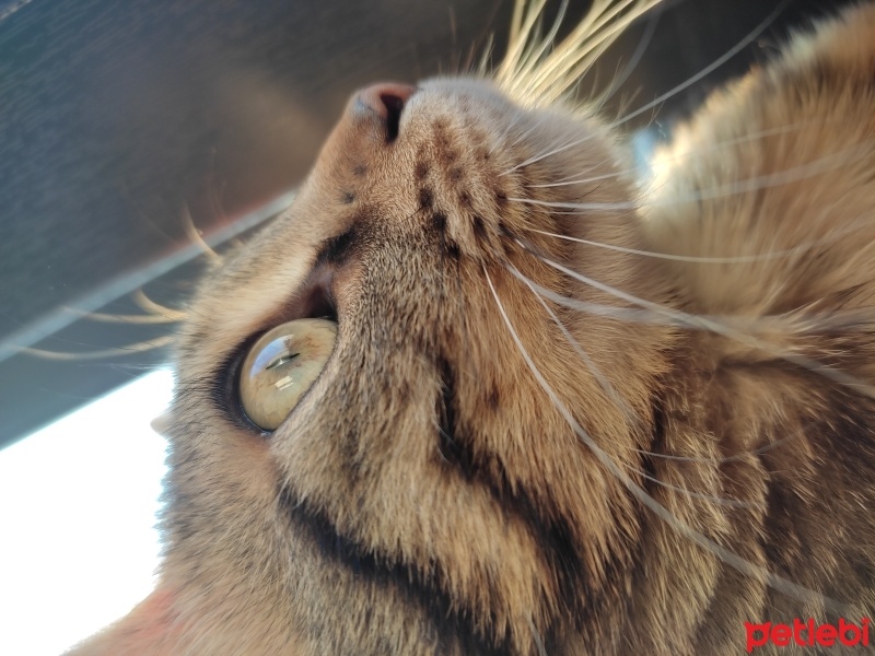 Tekir Kedi, Kedi  Üzüm fotoğrafı