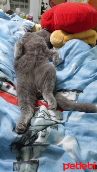 Scottish Fold, Kedi  Riley fotoğrafı