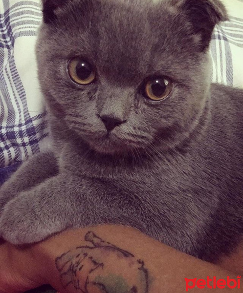 Scottish Fold, Kedi  Riley fotoğrafı