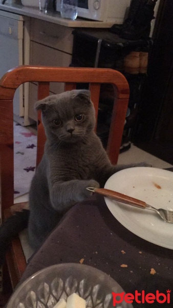 Scottish Fold, Kedi  Riley fotoğrafı