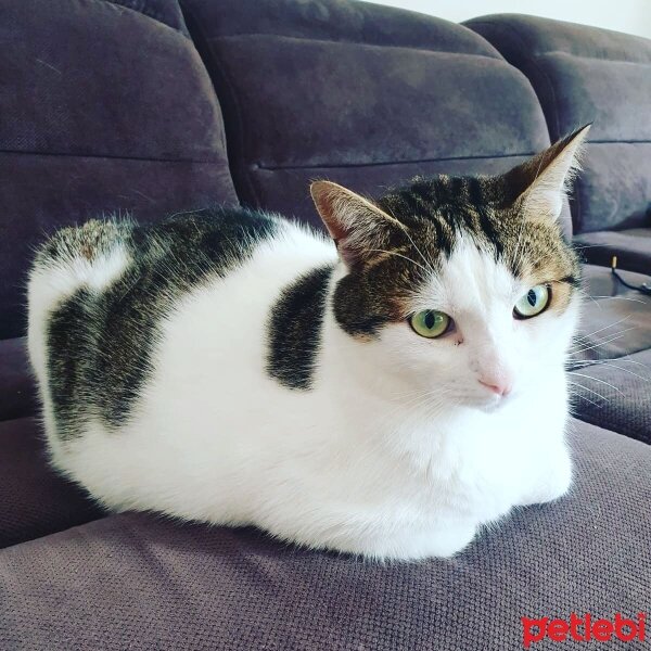 Tekir Kedi, Kedi  Gaspar fotoğrafı