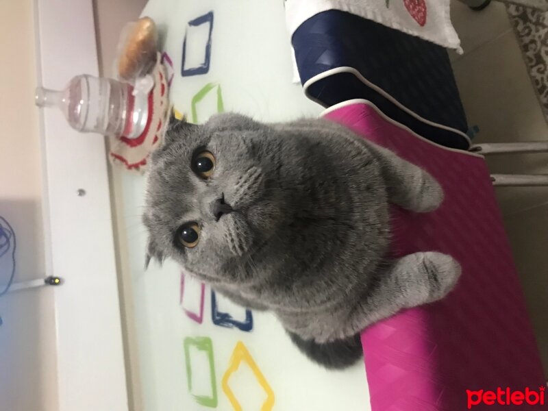 Scottish Fold, Kedi  Malibu fotoğrafı