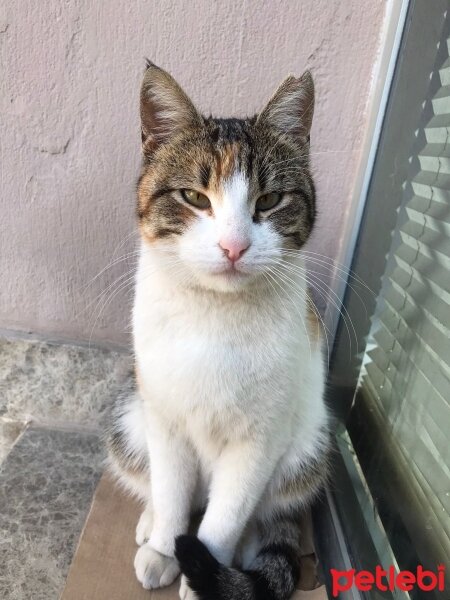 Scottish Fold, Kedi  Malibu fotoğrafı