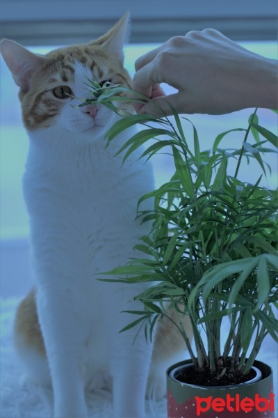 Sarman, Kedi  linda fotoğrafı