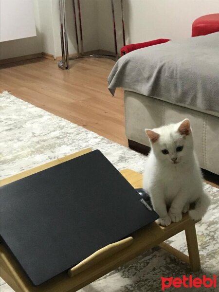 British Shorthair, Kedi  Sütlaç fotoğrafı