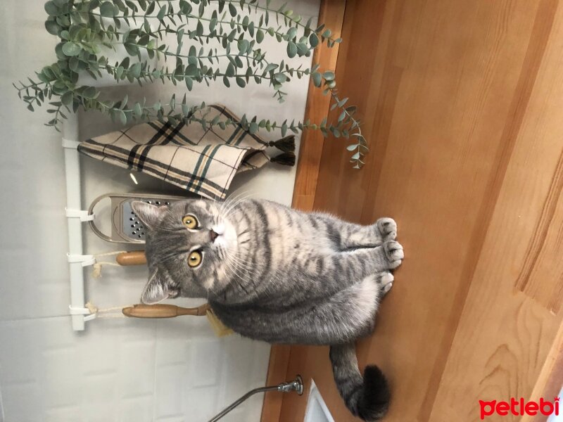 British Shorthair, Kedi  Duman fotoğrafı