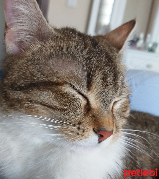 Tekir Kedi, Kedi  Fıstık fotoğrafı