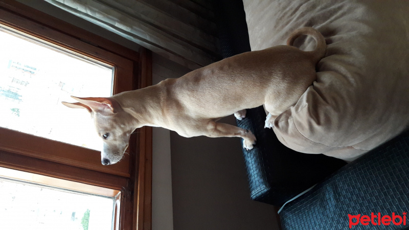 Dogo Arjantin, Köpek  Luna fotoğrafı