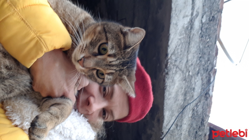 Tekir Kedi, Kedi  Mırmır fotoğrafı