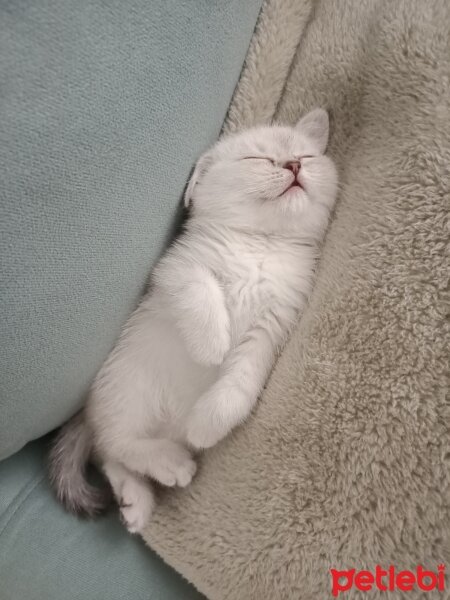 British Shorthair, Kedi  Lucy fotoğrafı