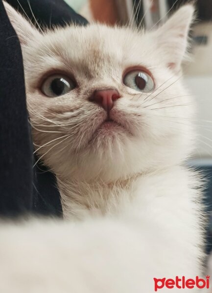 British Shorthair, Kedi  Lucy fotoğrafı