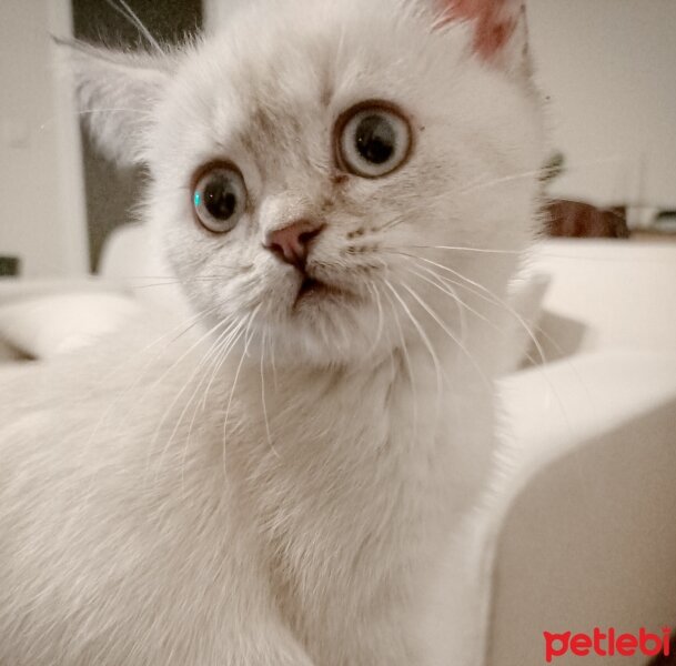 British Shorthair, Kedi  Lucy fotoğrafı