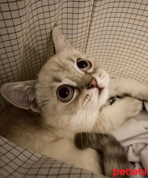 British Shorthair, Kedi  Lucy fotoğrafı