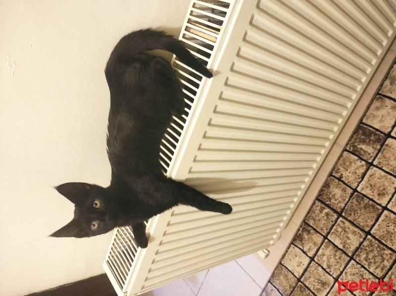Bombay, Kedi  Zeytin fotoğrafı