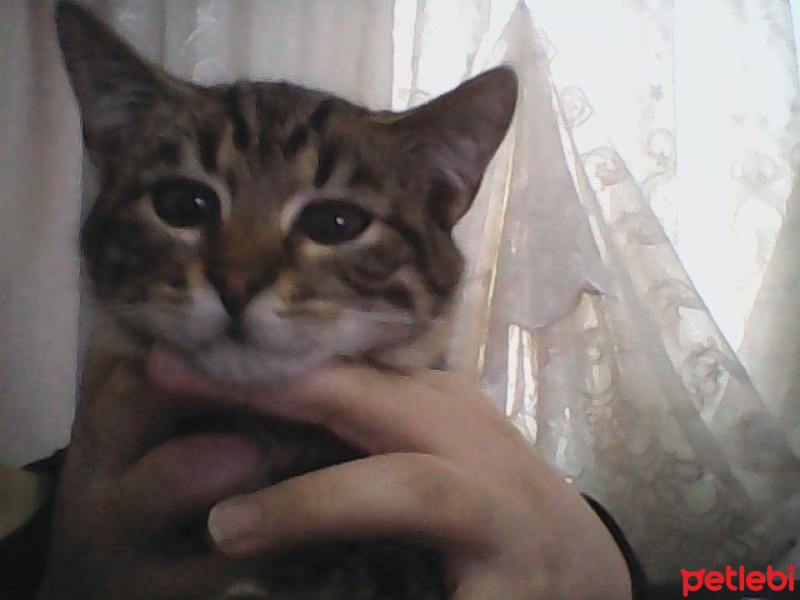 Tekir Kedi, Kedi  tekir fotoğrafı