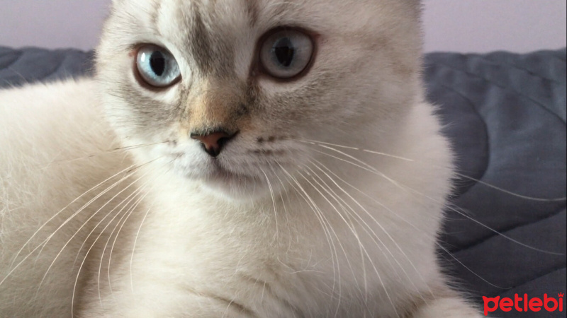 Scottish Fold, Kedi  Pamuk fotoğrafı