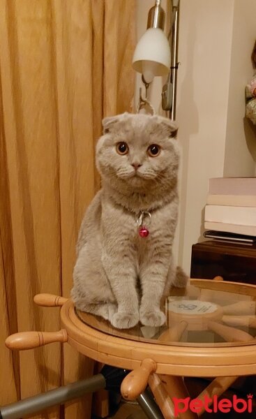 Scottish Fold, Kedi  Latte fotoğrafı