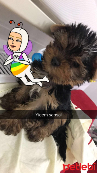 Yorkshire Terrier, Köpek  Ates fotoğrafı