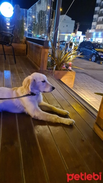 Golden Retriever, Köpek  Eyşan fotoğrafı