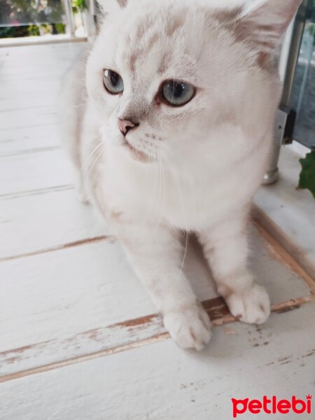 British Shorthair, Kedi  Maya fotoğrafı