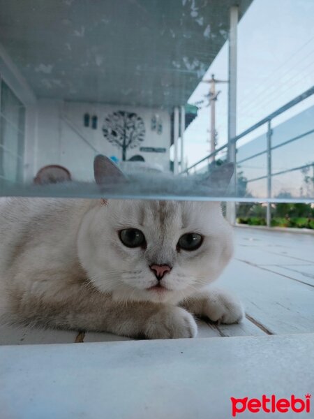 British Shorthair, Kedi  Maya fotoğrafı