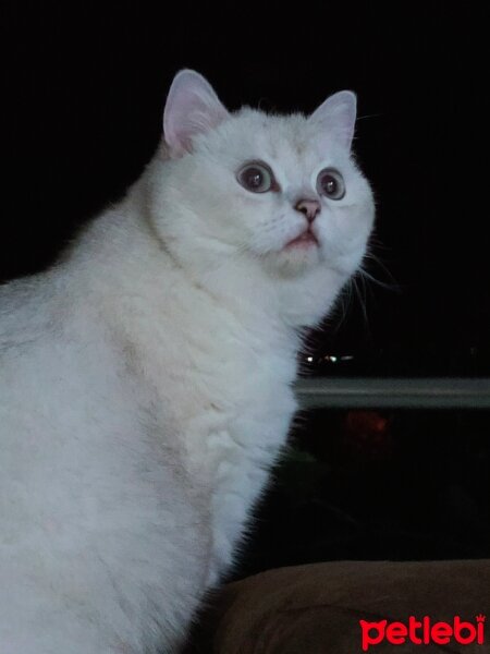 British Shorthair, Kedi  Maya fotoğrafı