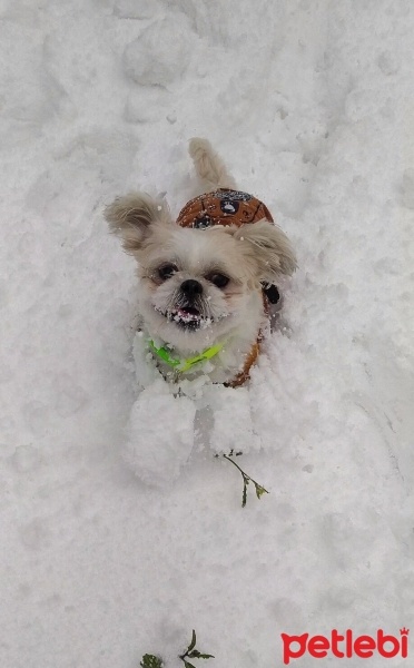 Shih Tzu, Köpek  Pablo fotoğrafı