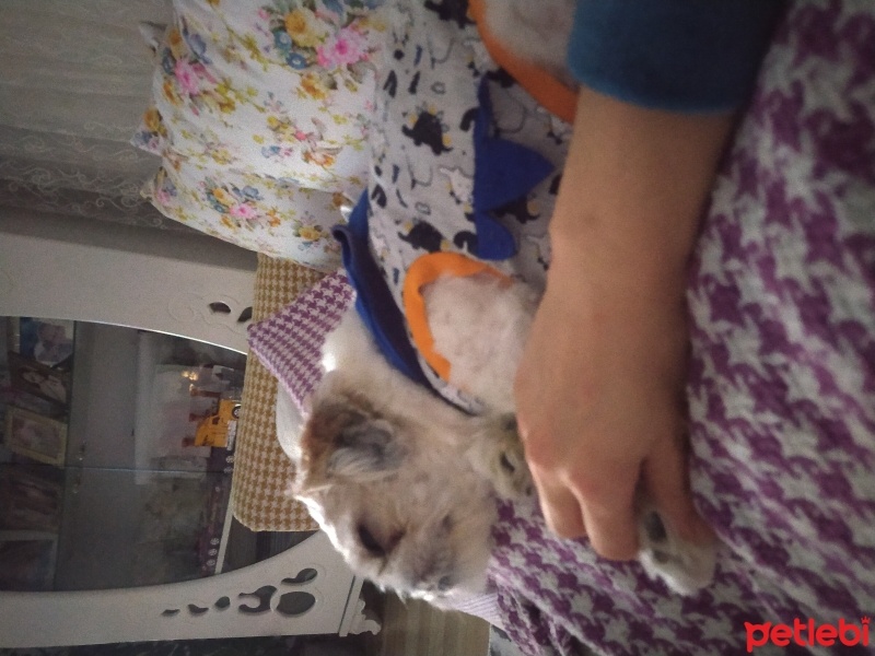 Shih Tzu, Köpek  Pablo fotoğrafı