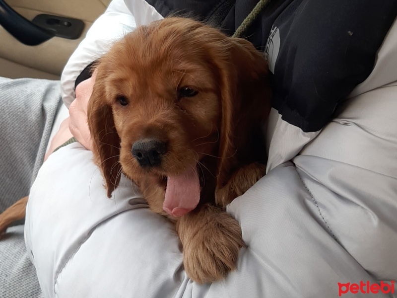Amerikan Cocker Spaniel, Köpek  Maya fotoğrafı