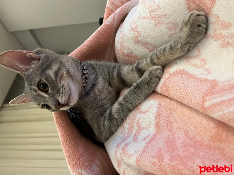 Tekir Kedi, Kedi  Venüs fotoğrafı