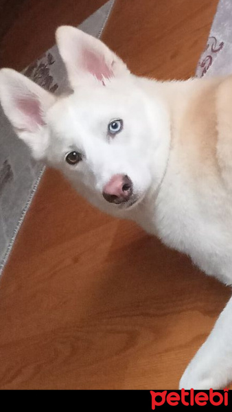 Sibirya Kurdu (Husky), Köpek  Athena fotoğrafı