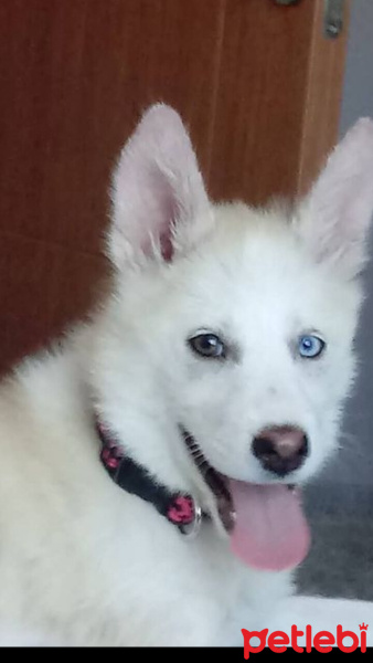 Sibirya Kurdu (Husky), Köpek  Athena fotoğrafı