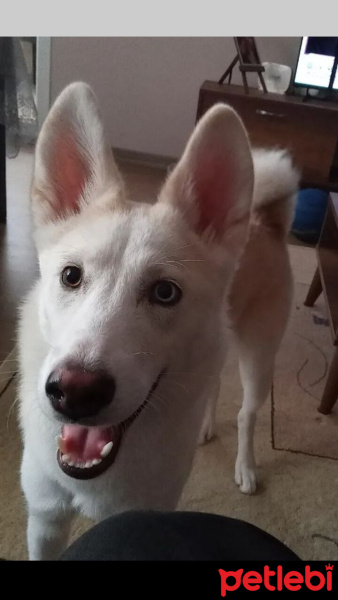Sibirya Kurdu (Husky), Köpek  Athena fotoğrafı