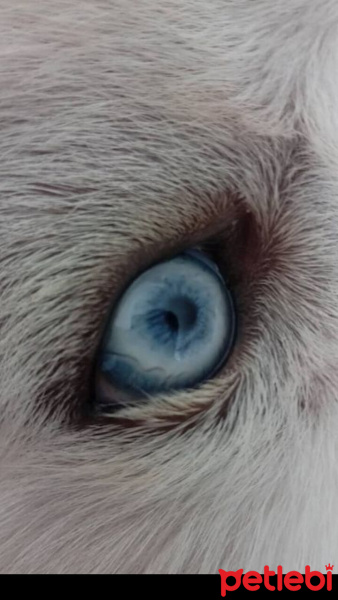 Sibirya Kurdu (Husky), Köpek  Athena fotoğrafı