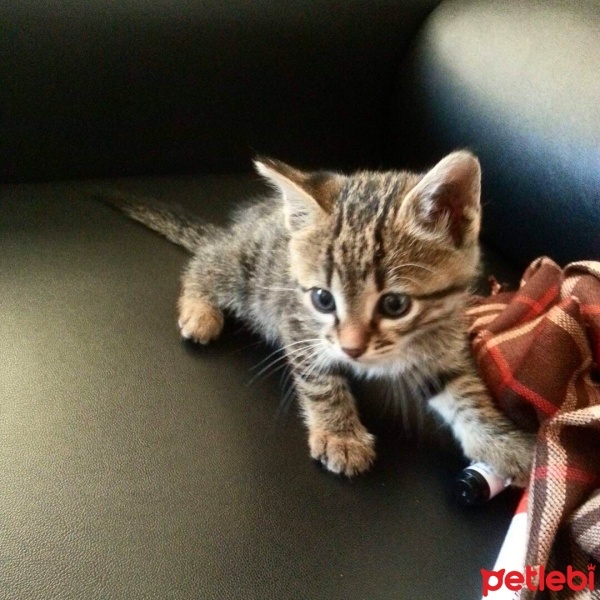 Tekir Kedi, Kedi  Bulut fotoğrafı