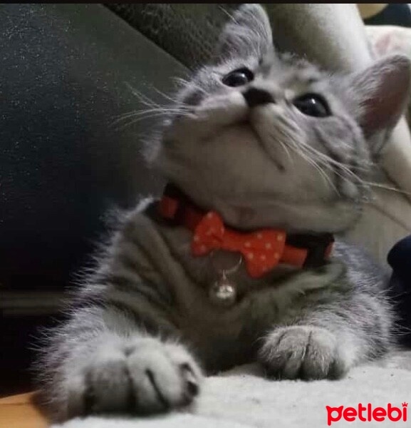 Tekir Kedi, Kedi  Çiko fotoğrafı