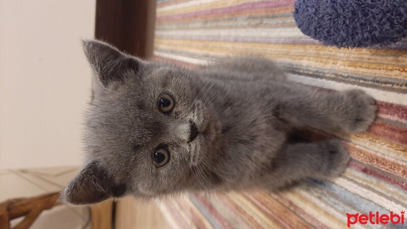 British Shorthair, Kedi  LİLA fotoğrafı