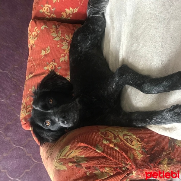 Border Collie, Köpek  Whiskey fotoğrafı