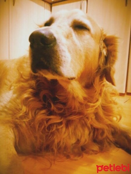 Golden Retriever, Köpek  Ares fotoğrafı