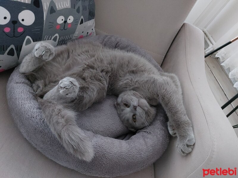 Scottish Fold, Kedi  Nasip fotoğrafı