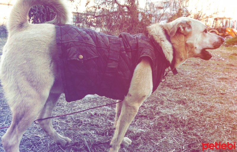 Kangal, Köpek  Jess  fotoğrafı