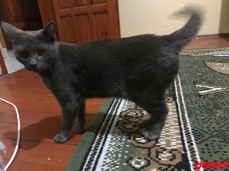 Mavi Rus, Kedi  Asuman fotoğrafı