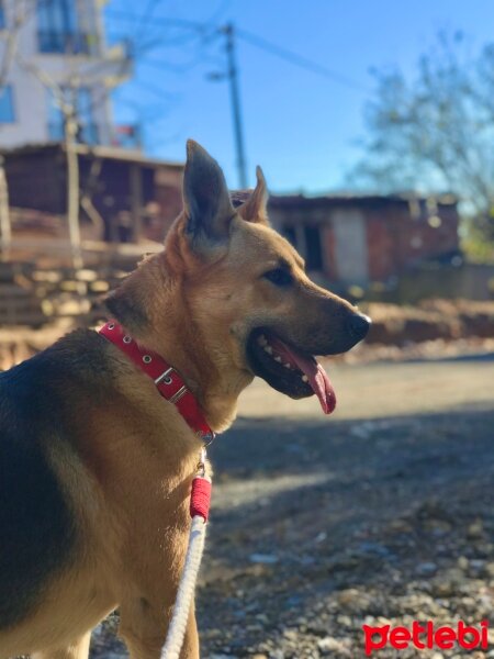 Alman Çoban Köpeği, Köpek  Carlos fotoğrafı