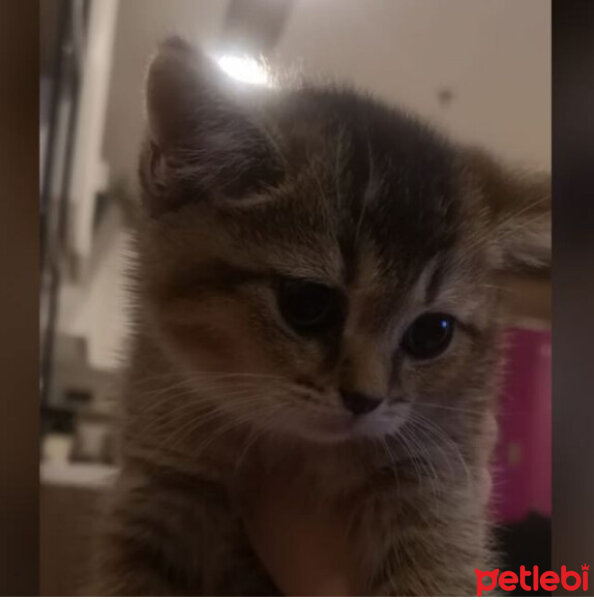 Scottish Fold, Kedi  Kahve fotoğrafı